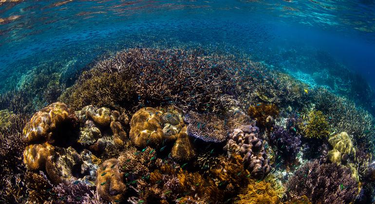 Game-changing international marine protection treaty comes into force