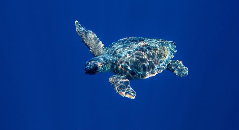 Game-changing international marine protection treaty comes into force
