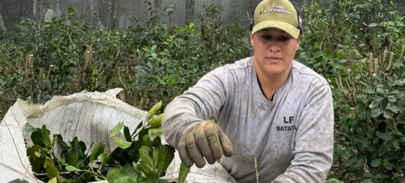 Мате: напиток, продлевающий жизнь леса