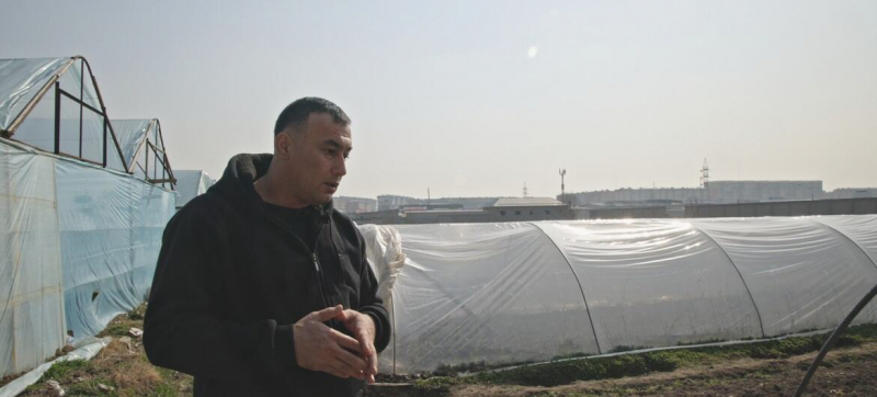 От сезонной работы за границей – к трансформации клубничного хозяйства Узбекистана