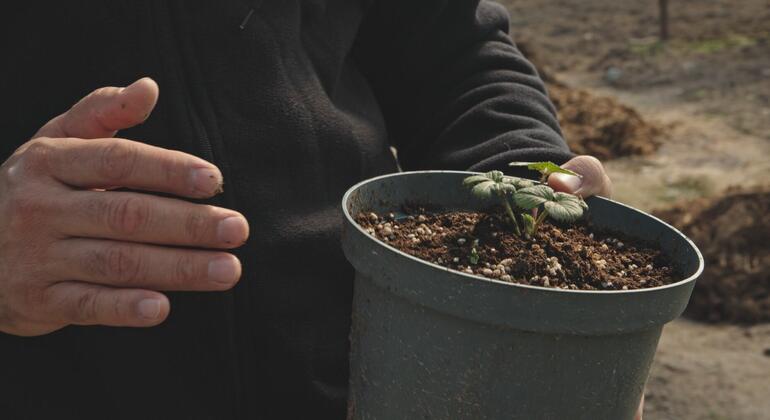 От сезонной работы за границей – к трансформации клубничного хозяйства Узбекистана