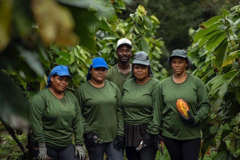 Agroforestry team working on cacao cultivation in southern Bahia, Brazil.