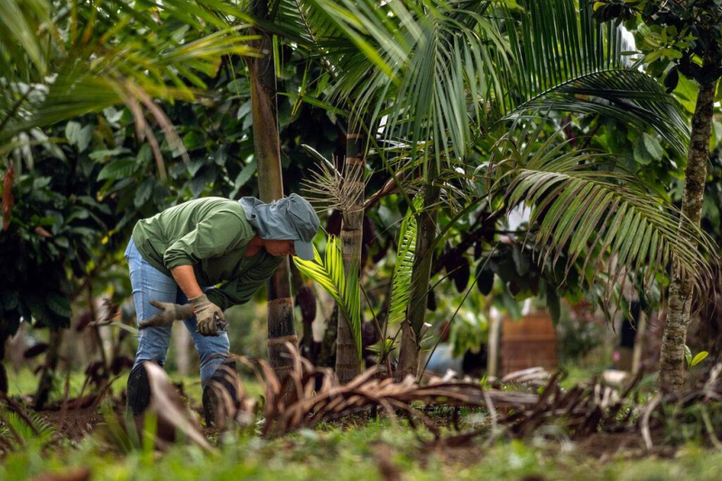 Maintenance of the agroforestry system in southern Bahia, Brazil.