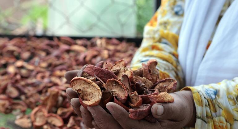 &laquo;Мы можем больше&raquo;: женщина, ставшая лидером среди местных фермеров в Таджикистане